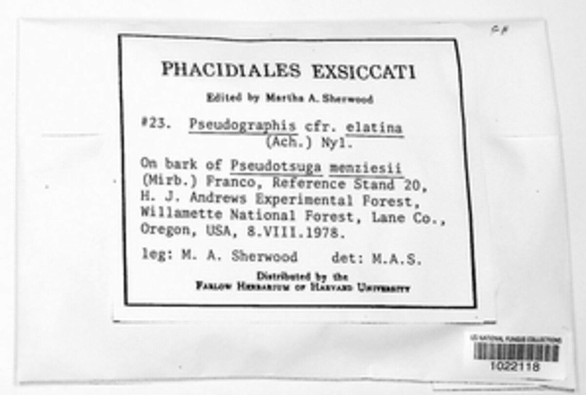 Pseudographis elatina image